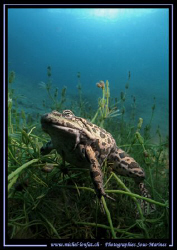 After Veronika's and Cal's Frog.... Here is mine... :O)..... by Michel Lonfat 